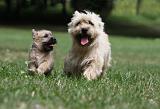 CAIRN TERRIER 408